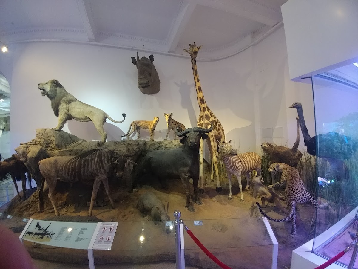 Museo Nazionale di Storia Naturale Grigore Antipa - foto 4