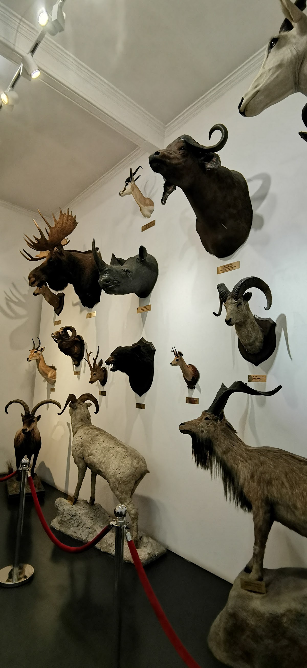 Museo Nazionale di Storia Naturale Grigore Antipa - foto 5