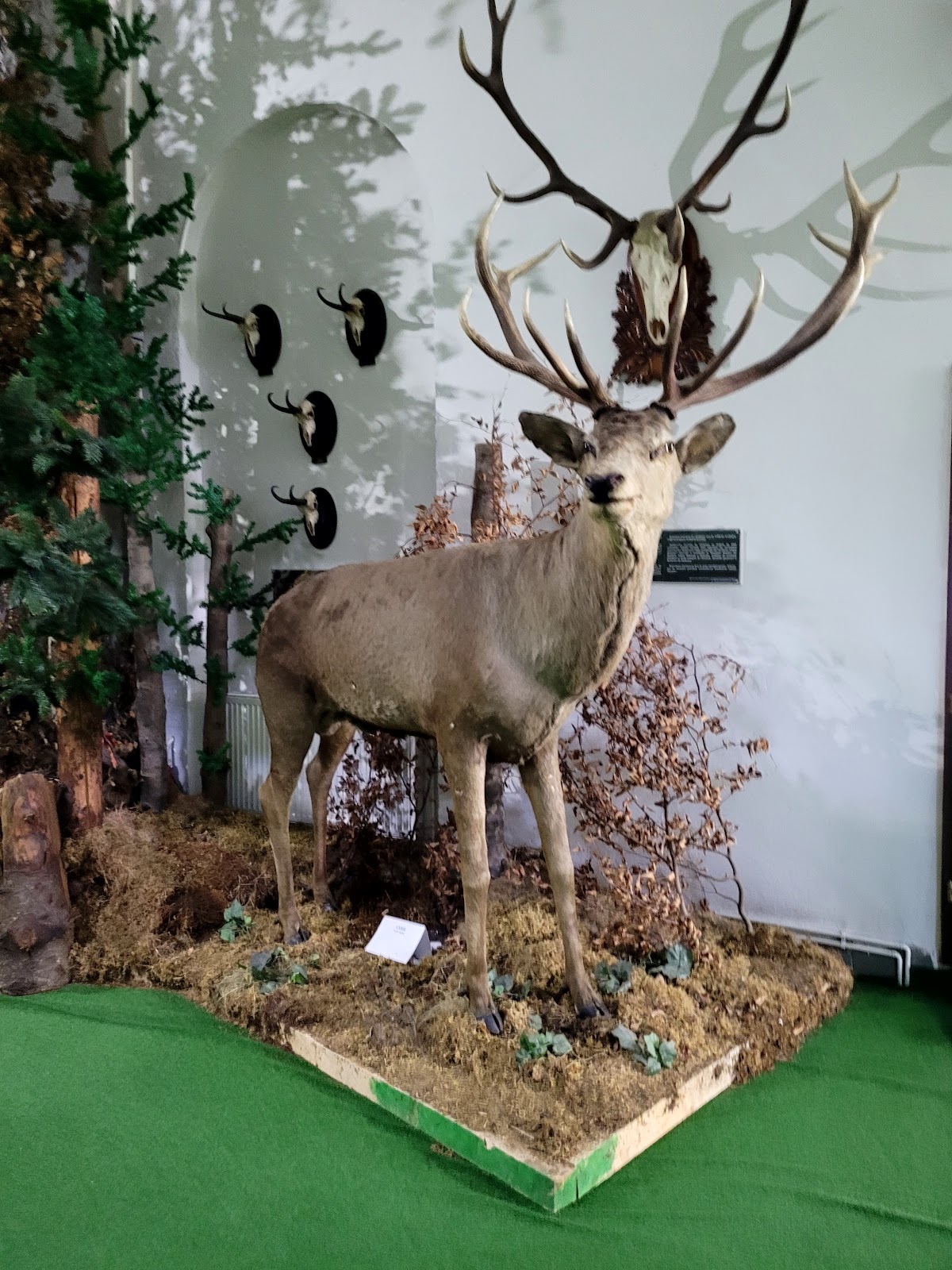 A "Teleajăn-völgy Természete" Múzeum - foto 2