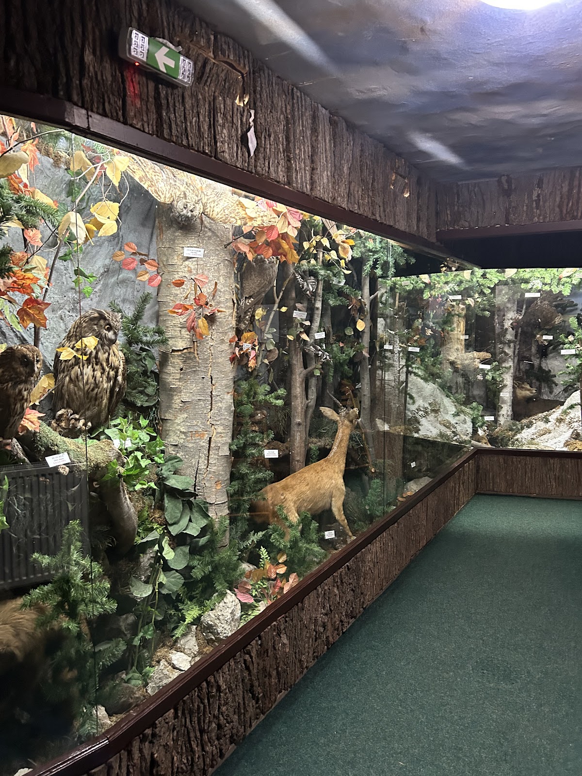 Bucegi Reservation Museum - foto 1