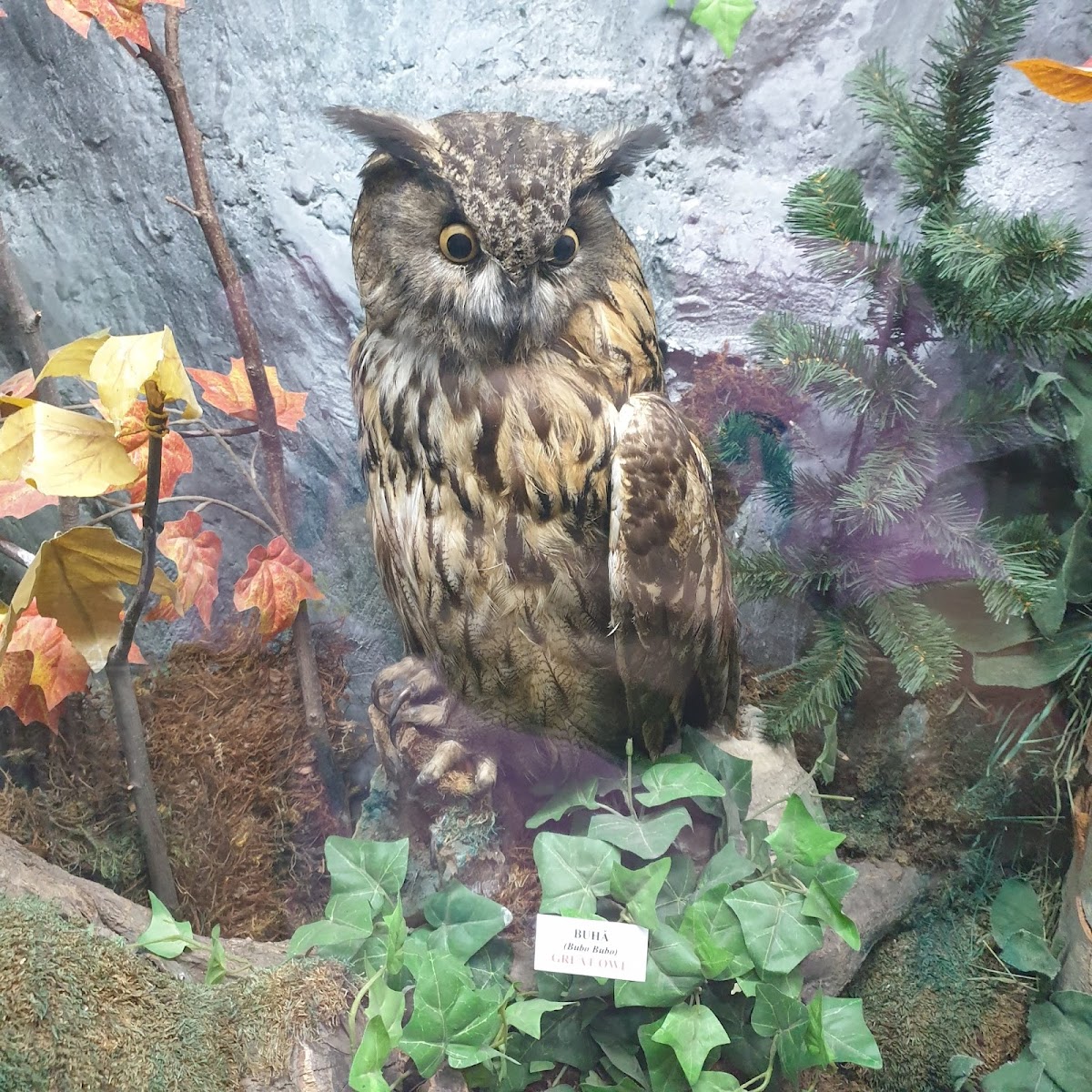 Bucegi Reservation Museum - foto 3