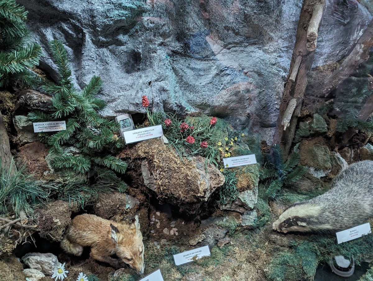 Bucegi Reservation Museum - foto 4