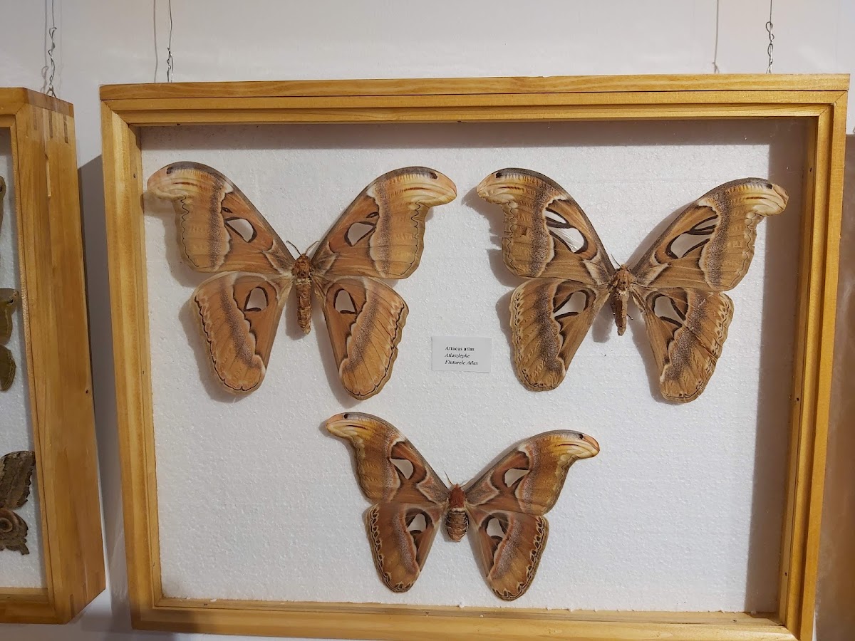 Muzeul Tarisznyás Márton Múzeum - foto 5