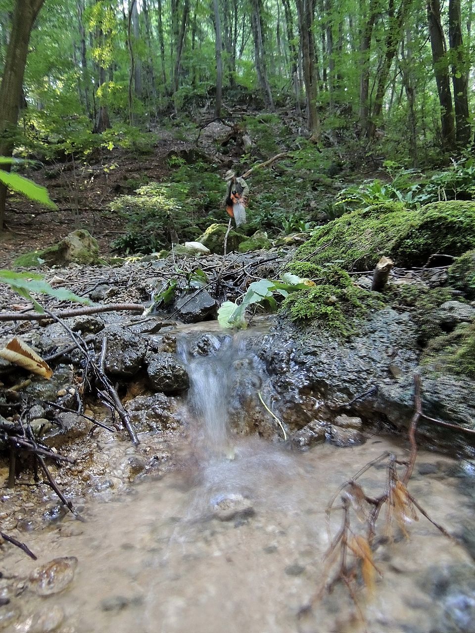 Natura din jurul Izvor, Izvor