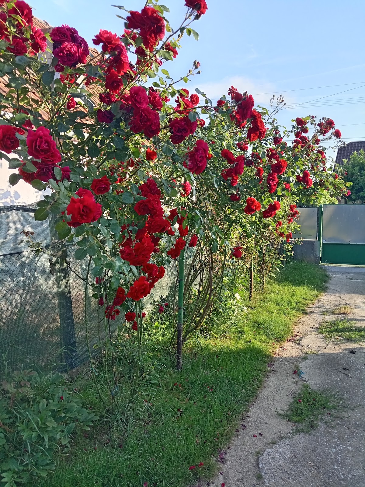 Ocna Mureș - foto 1