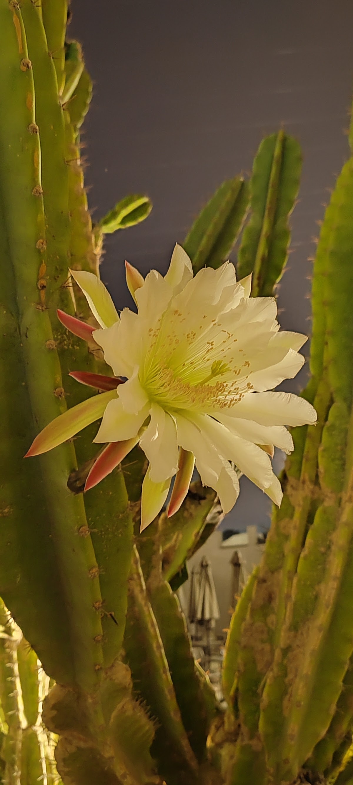 Ocna Mureș - foto 2