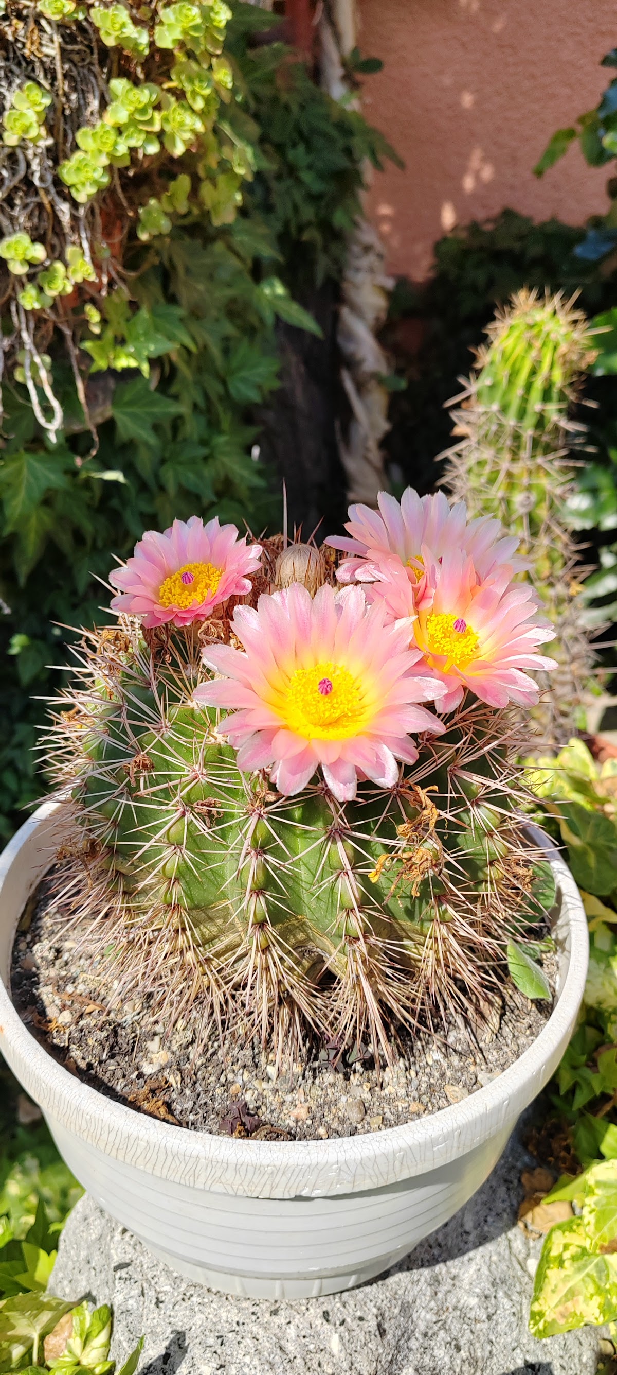 Ocna Mureș - foto 3