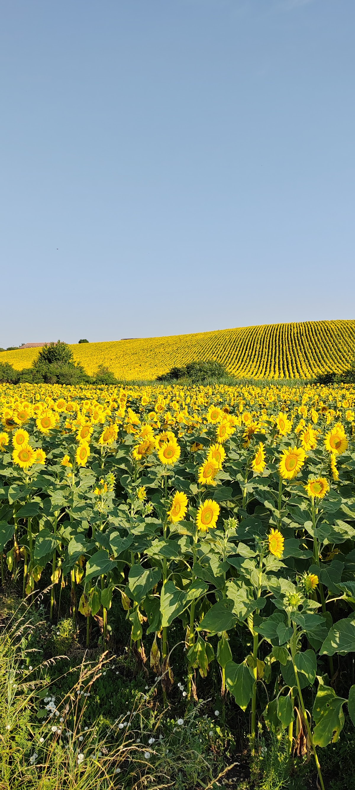 Ocna Mureș - foto 4
