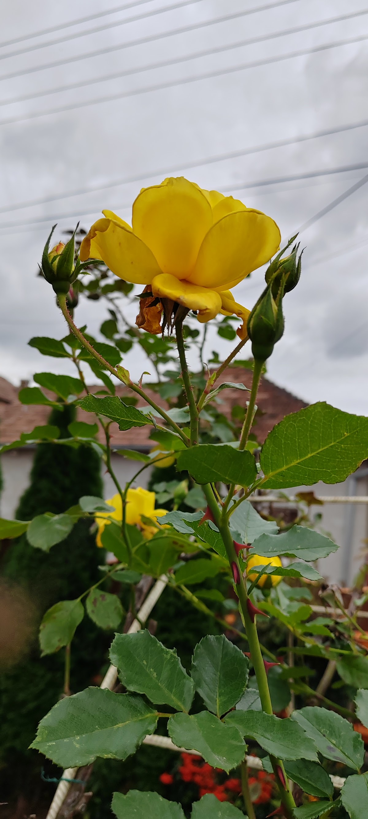 Ocna Mureș - foto 5