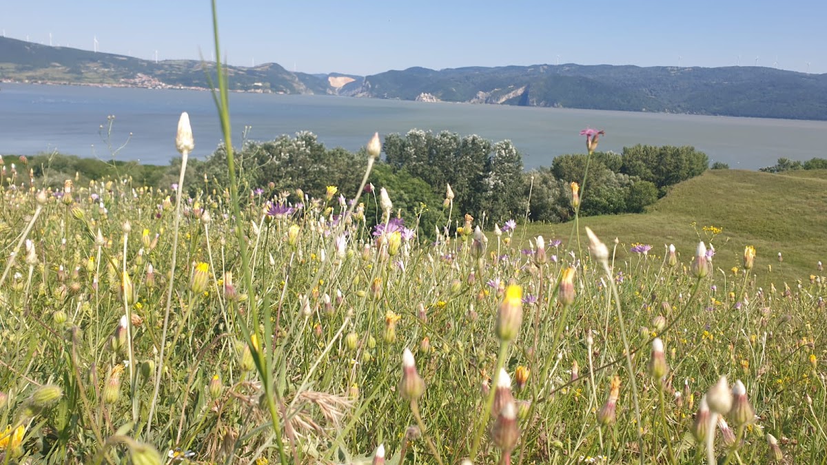 Ostrovul Mare - foto 3