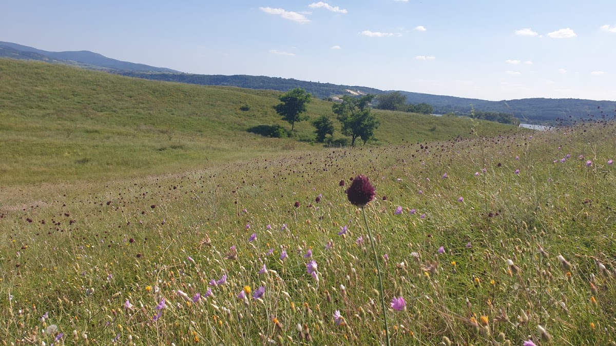 Ostrovul Mare - foto 5