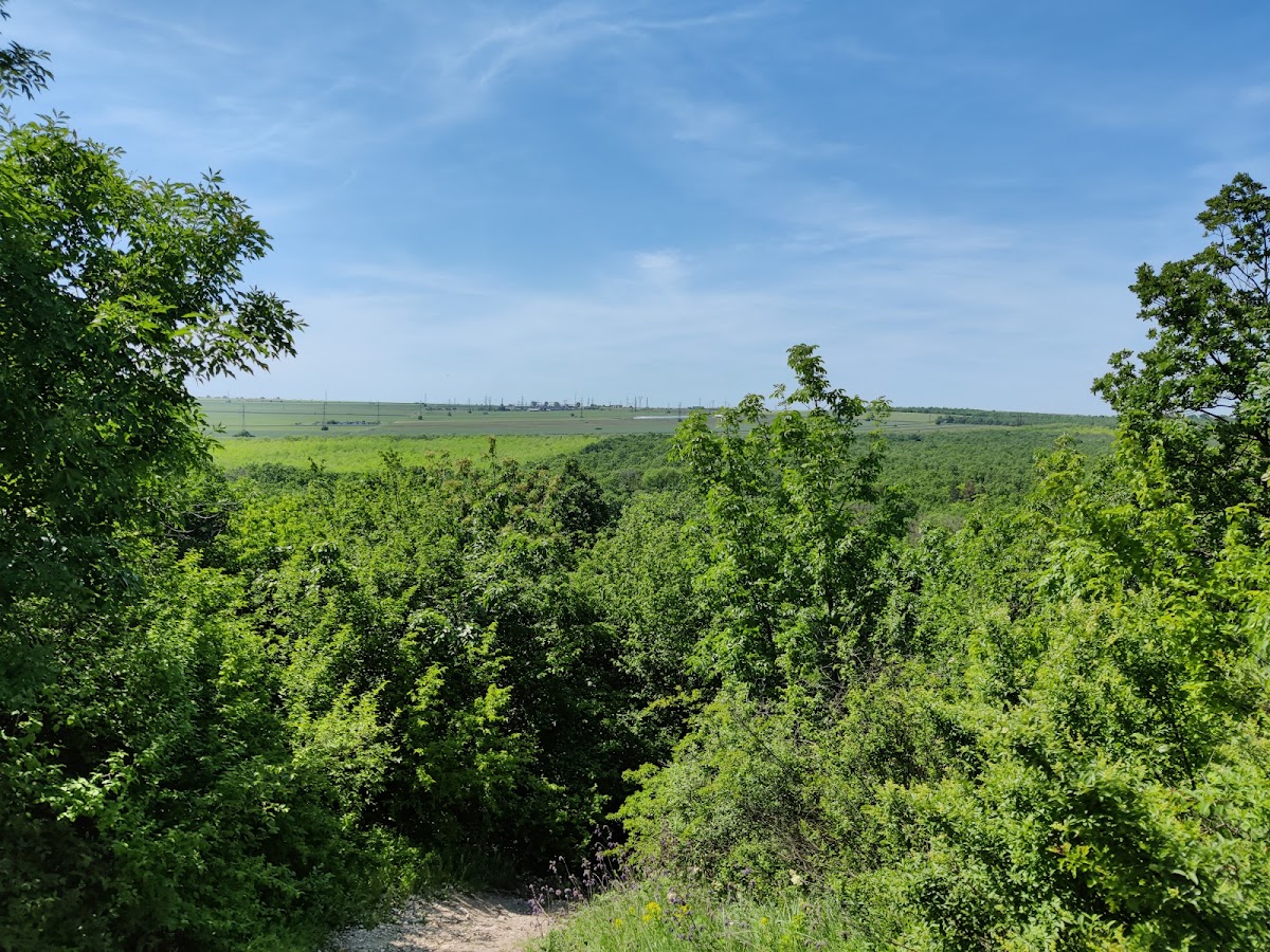 Pădure Murfatlar - foto 1