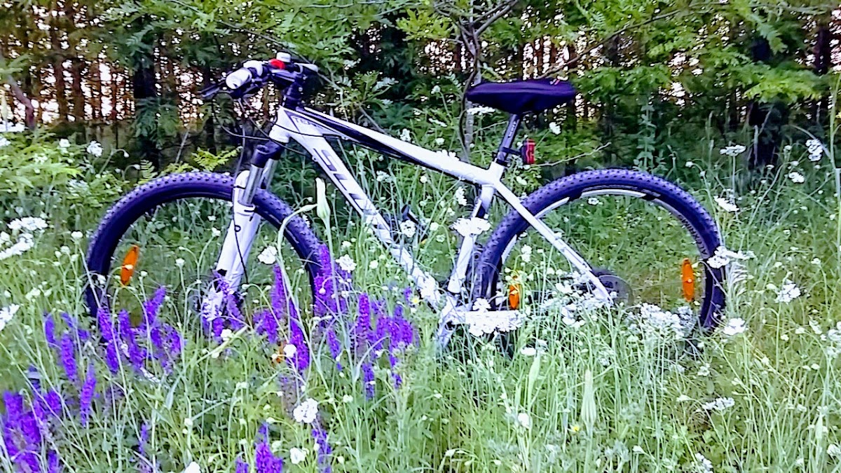 Pădure Murfatlar - foto 4