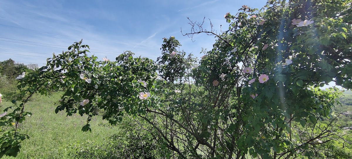 Pădure Murfatlar - foto 5