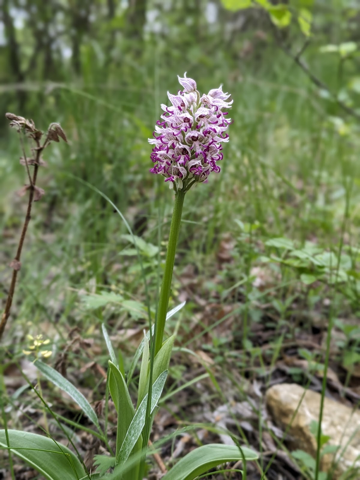 巴巴达格森林 - foto 3