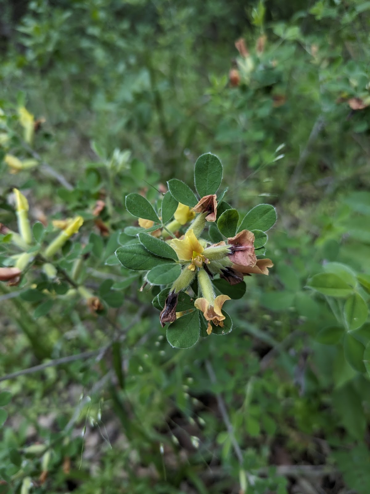 巴巴达格森林 - foto 4