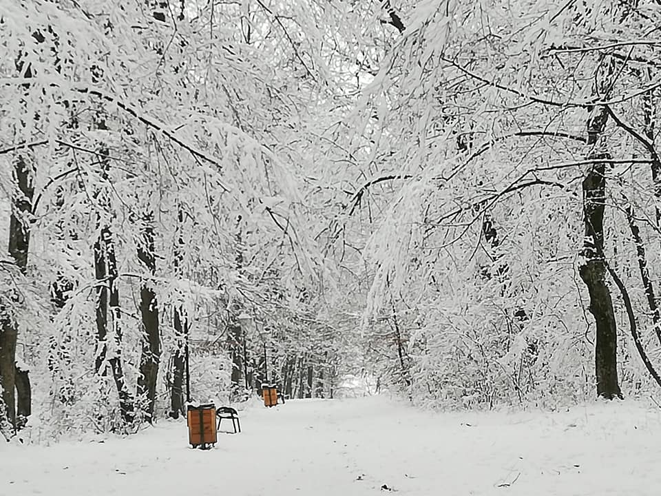 Pădurea Băile Felix - foto 2