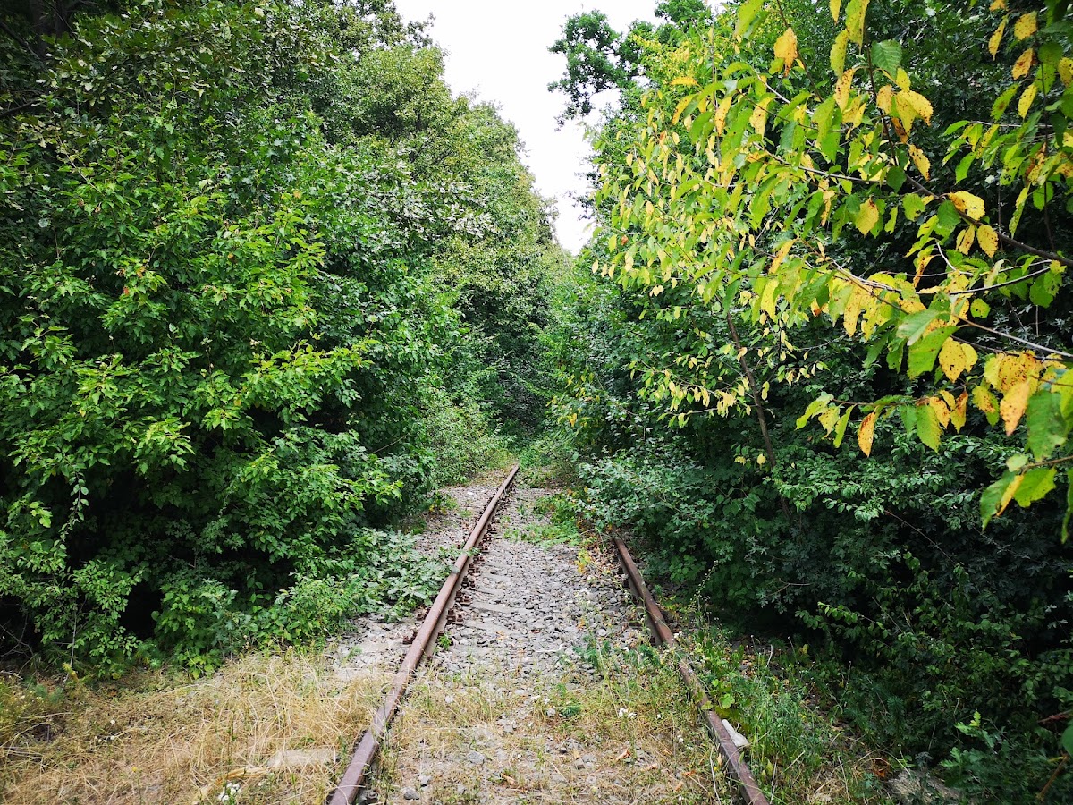 Pădurea Băile Felix - foto 4