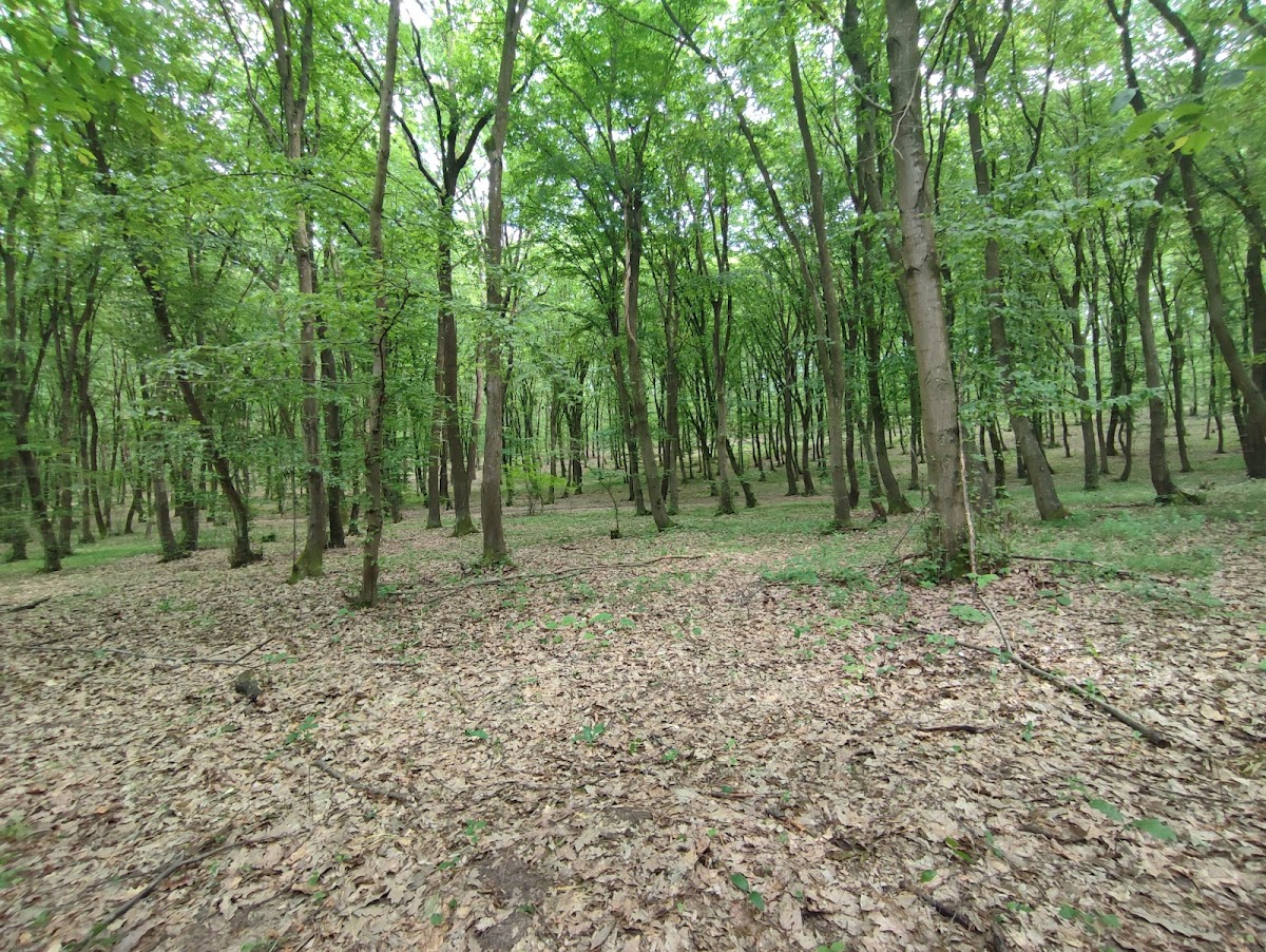 Pădurea Bejan, Deva