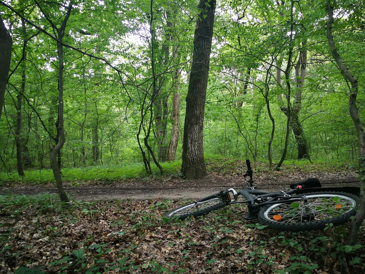 Bosque Bejan - foto 2