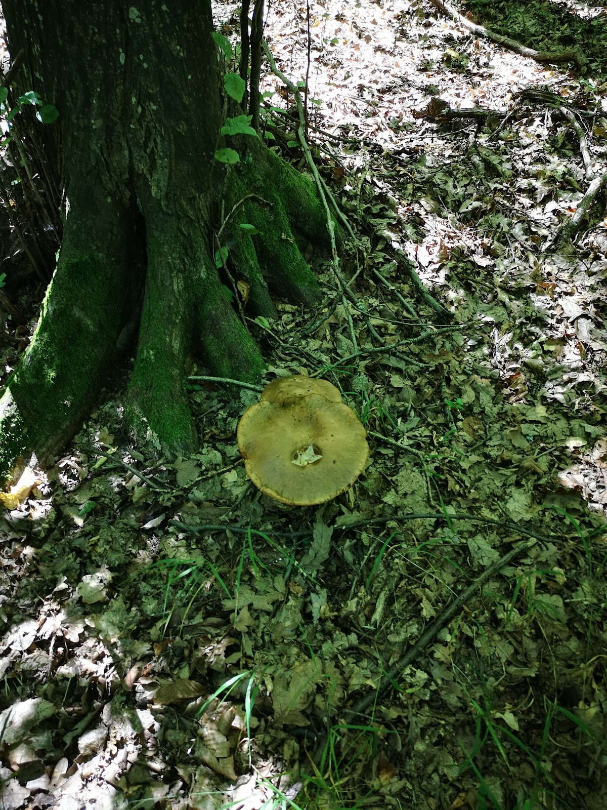 Bosque Bejan - foto 4