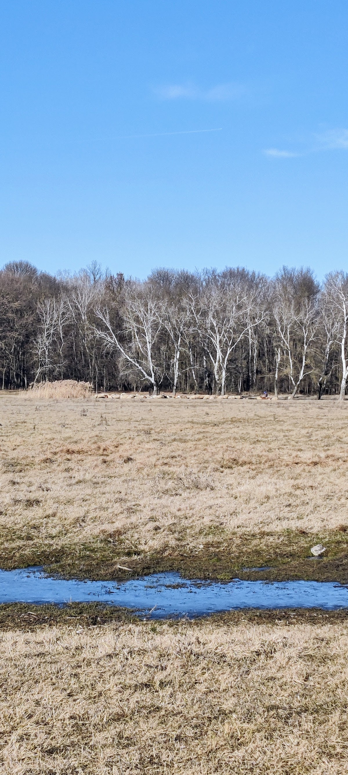 Foresta di Călugăreni - foto 3