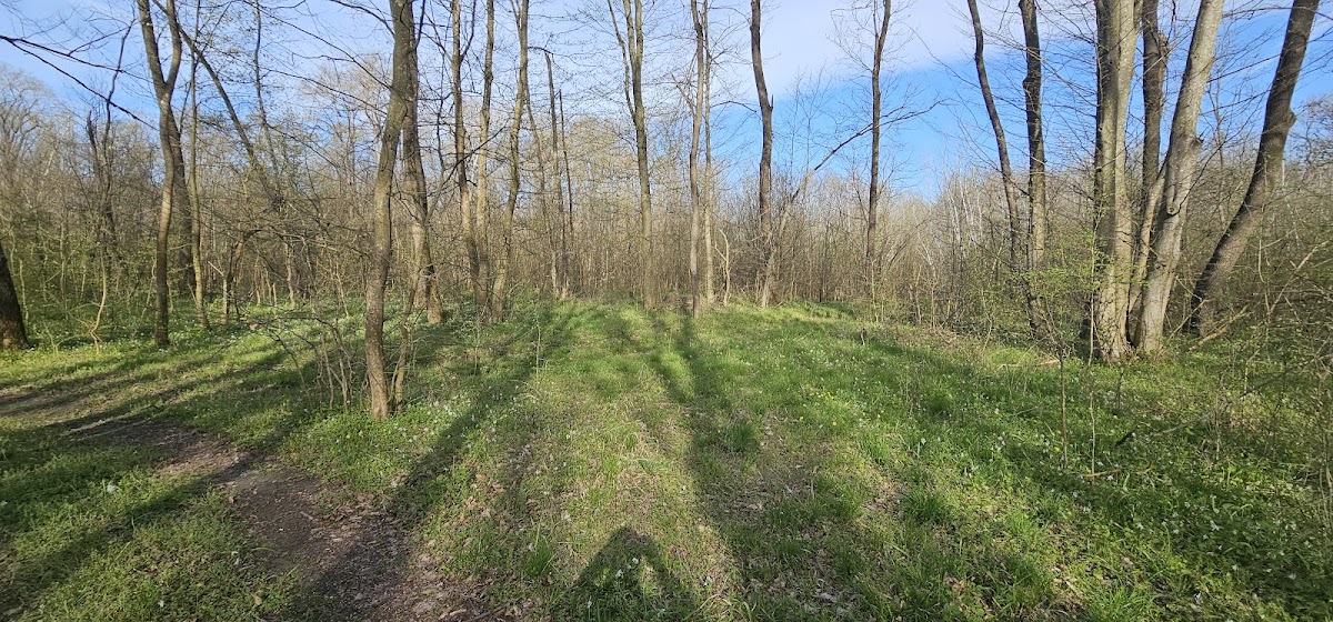 Foresta di Călugăreni - foto 4