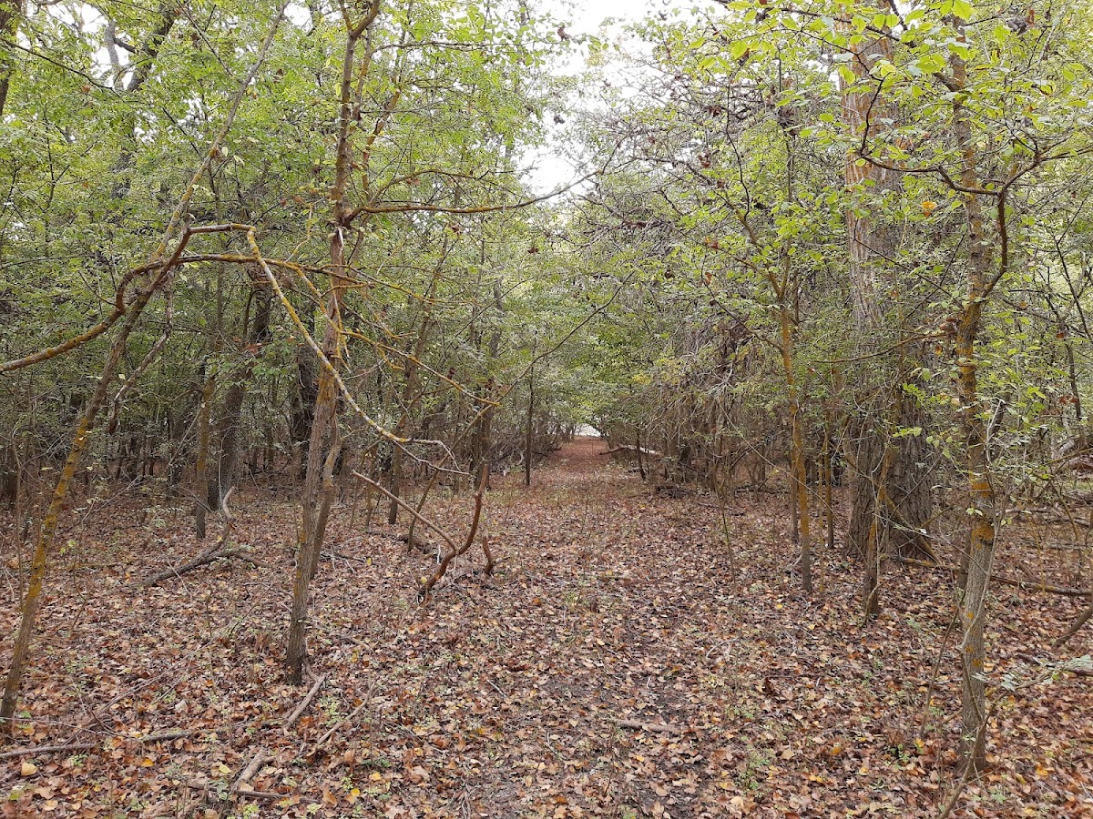 Caraorman Forest - foto 2