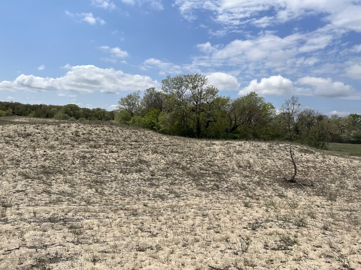 Caraorman Forest - foto 3