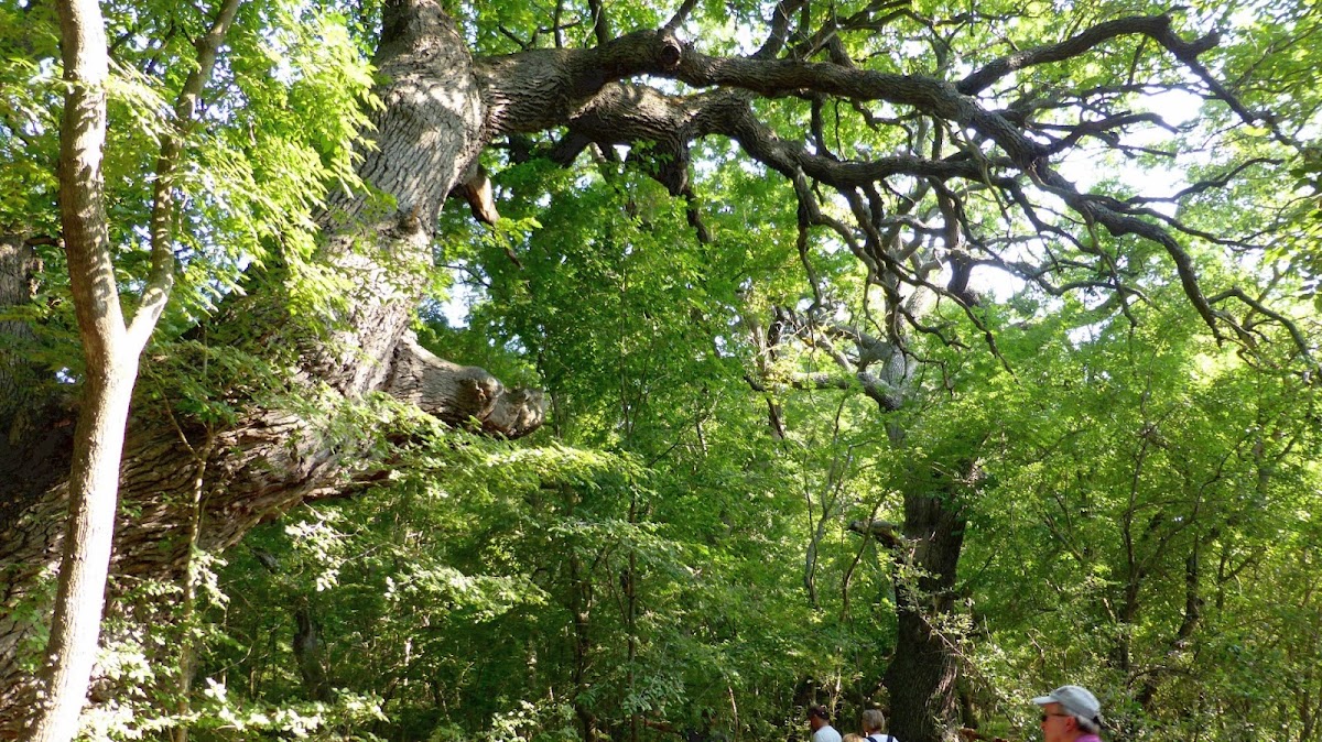 Caraorman Forest - foto 5