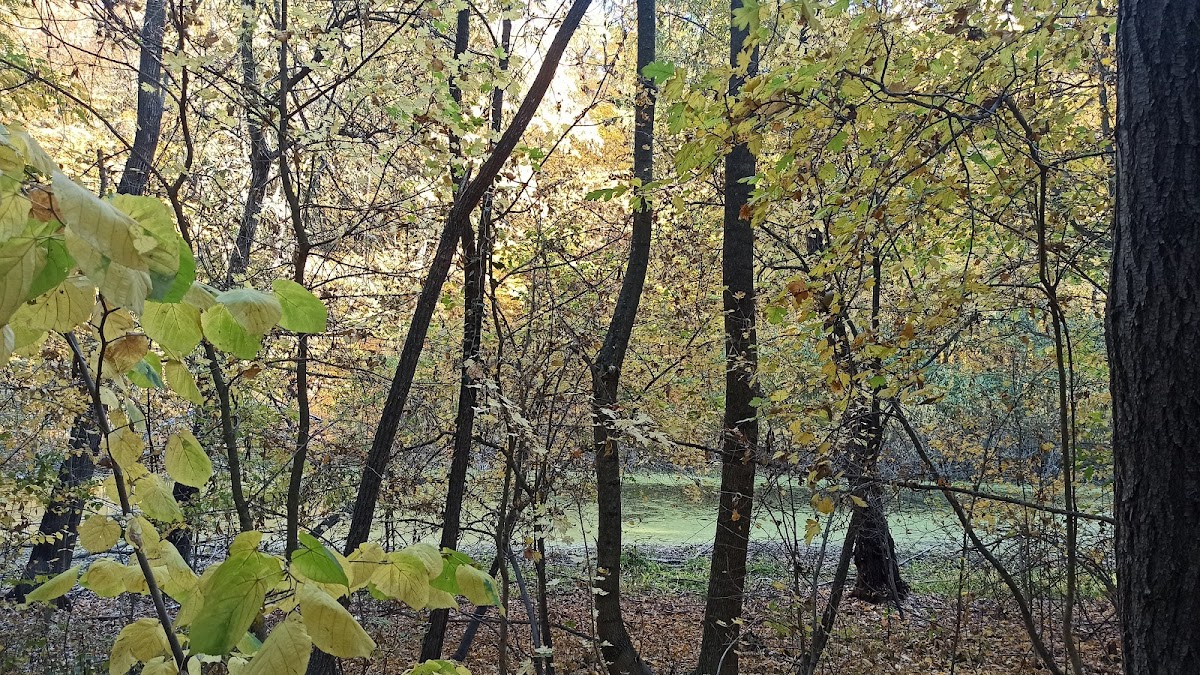 Pădurea Cernica - foto 2