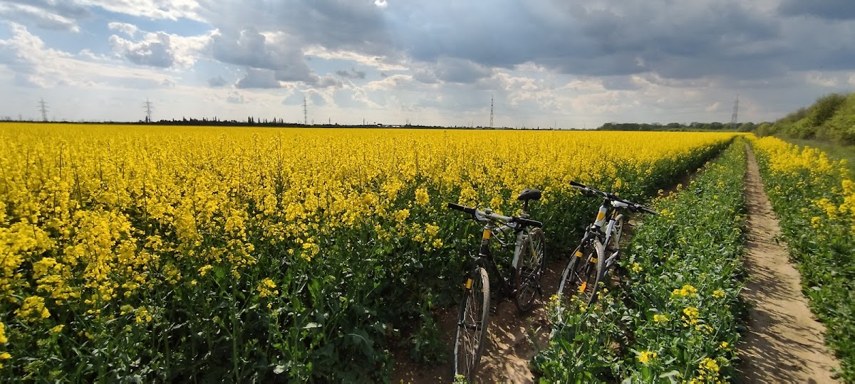 Pădurea Cernica - foto 3