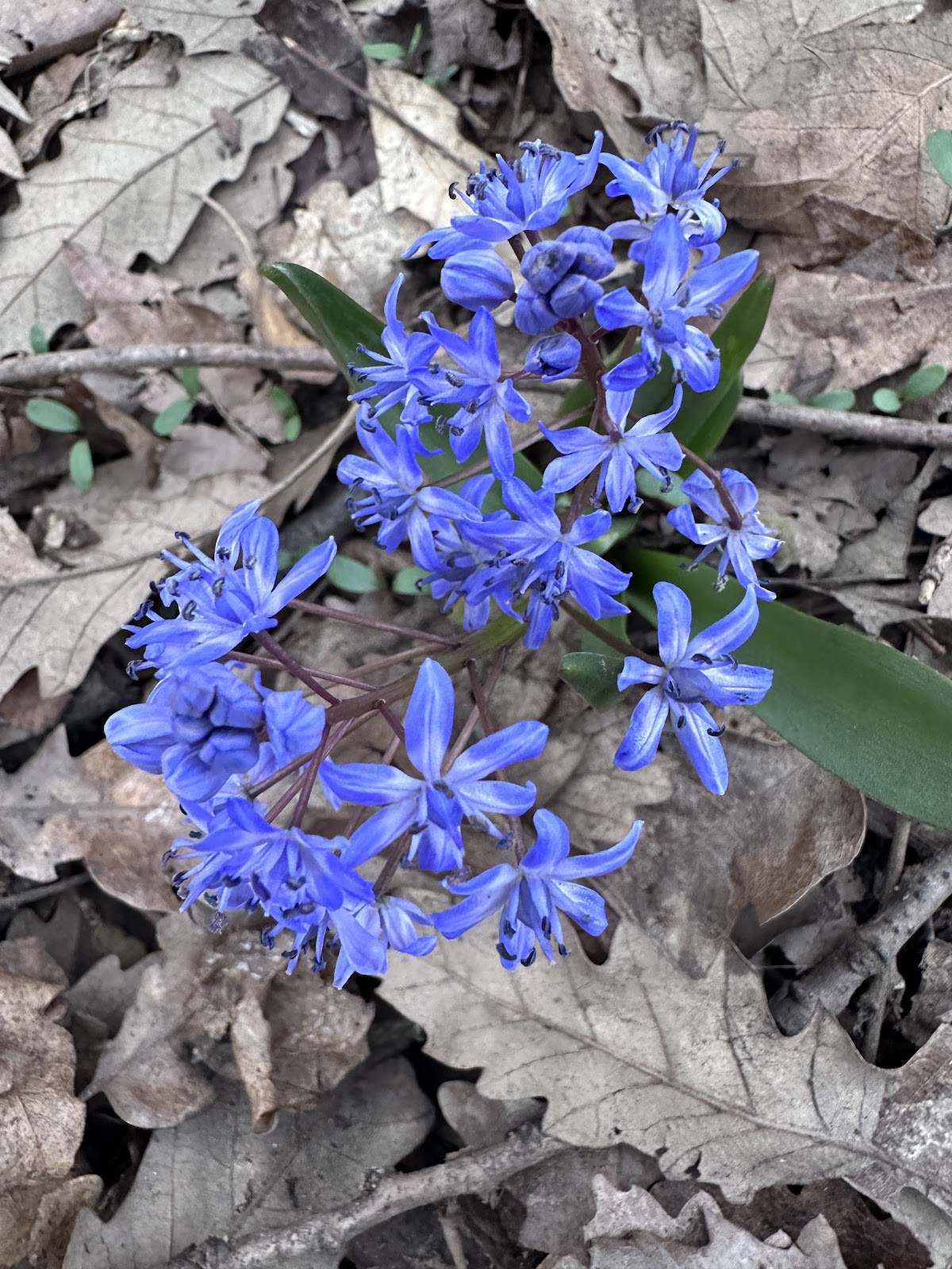 Pădurea Cernica - foto 5