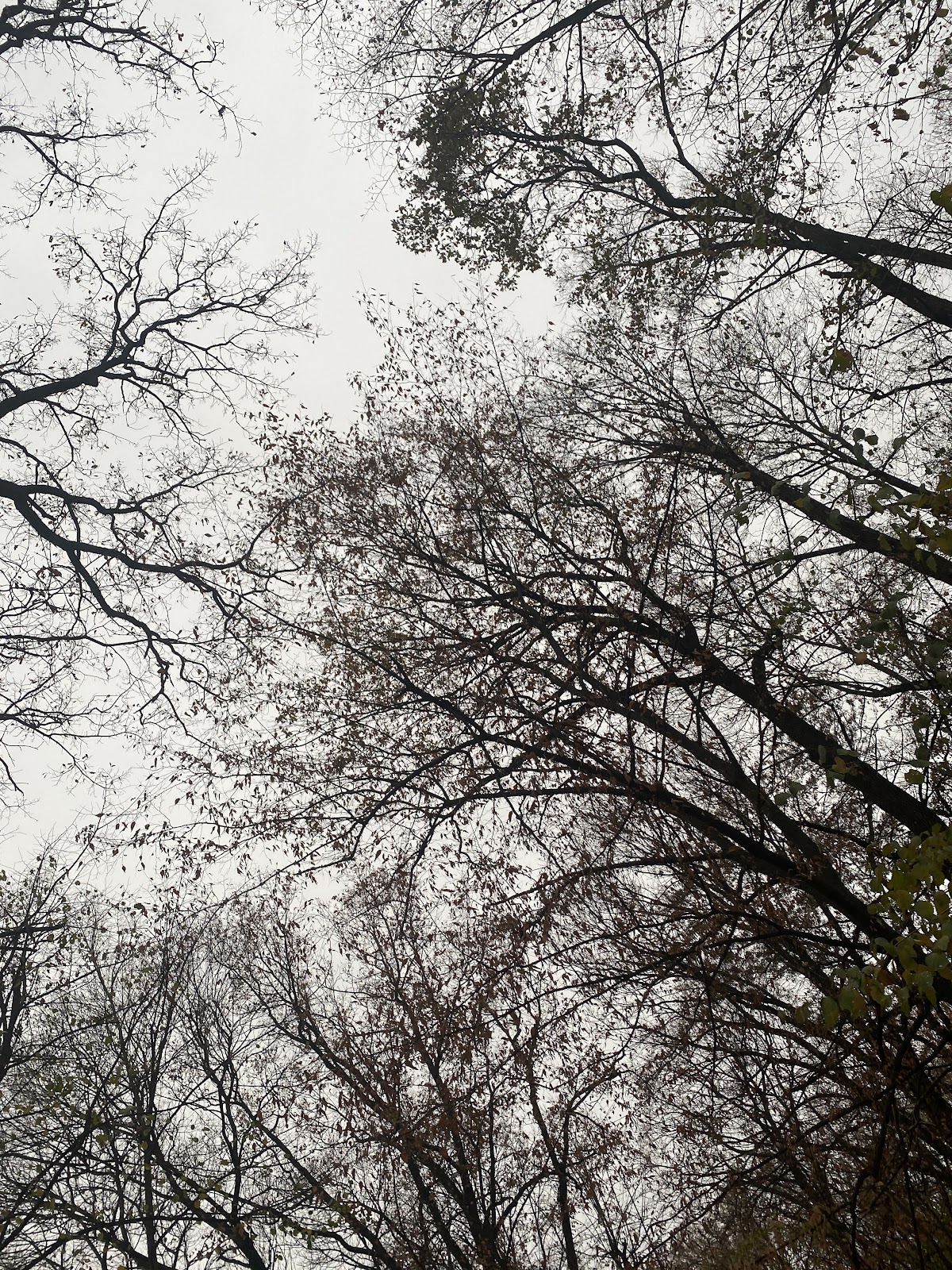 Pădurea Chitila-Mogoșoaia - foto 2