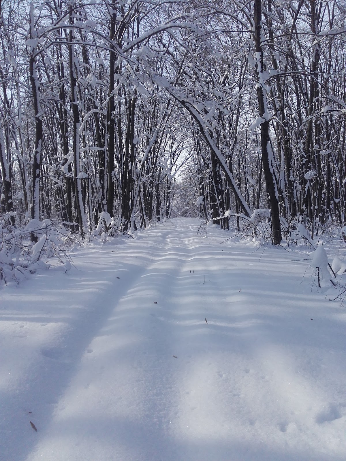 Pădurea Chitila-Mogoșoaia - foto 3