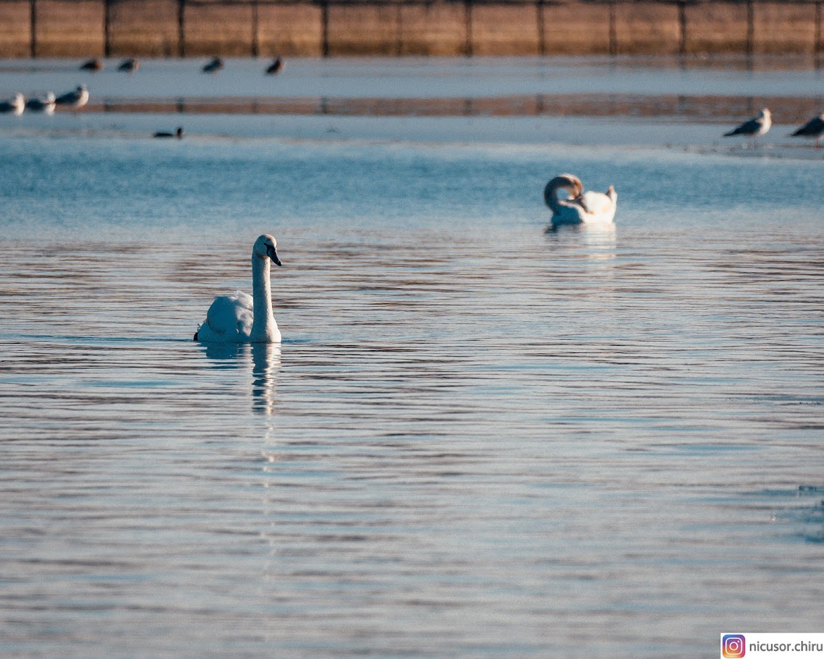 Pădurea Chitila-Mogoșoaia - foto 5