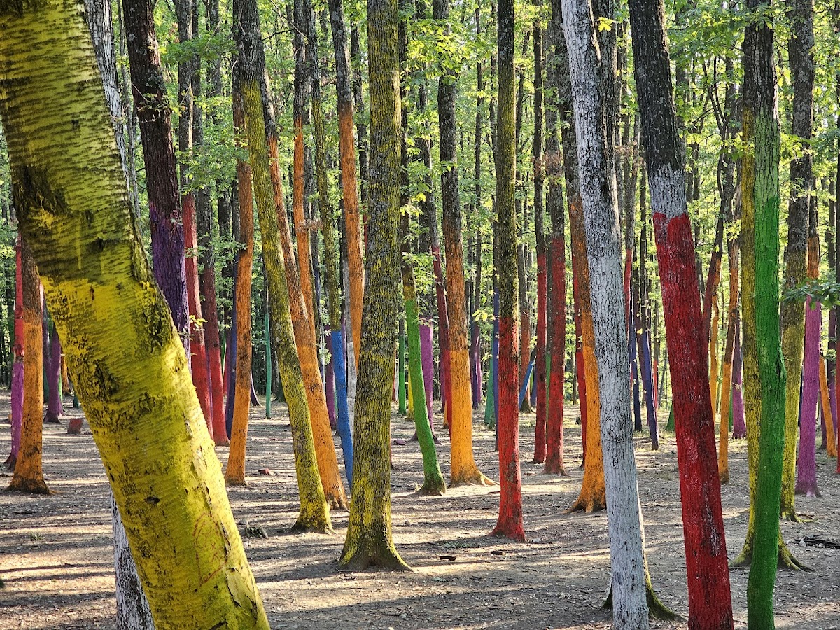 Pădurea Colorată