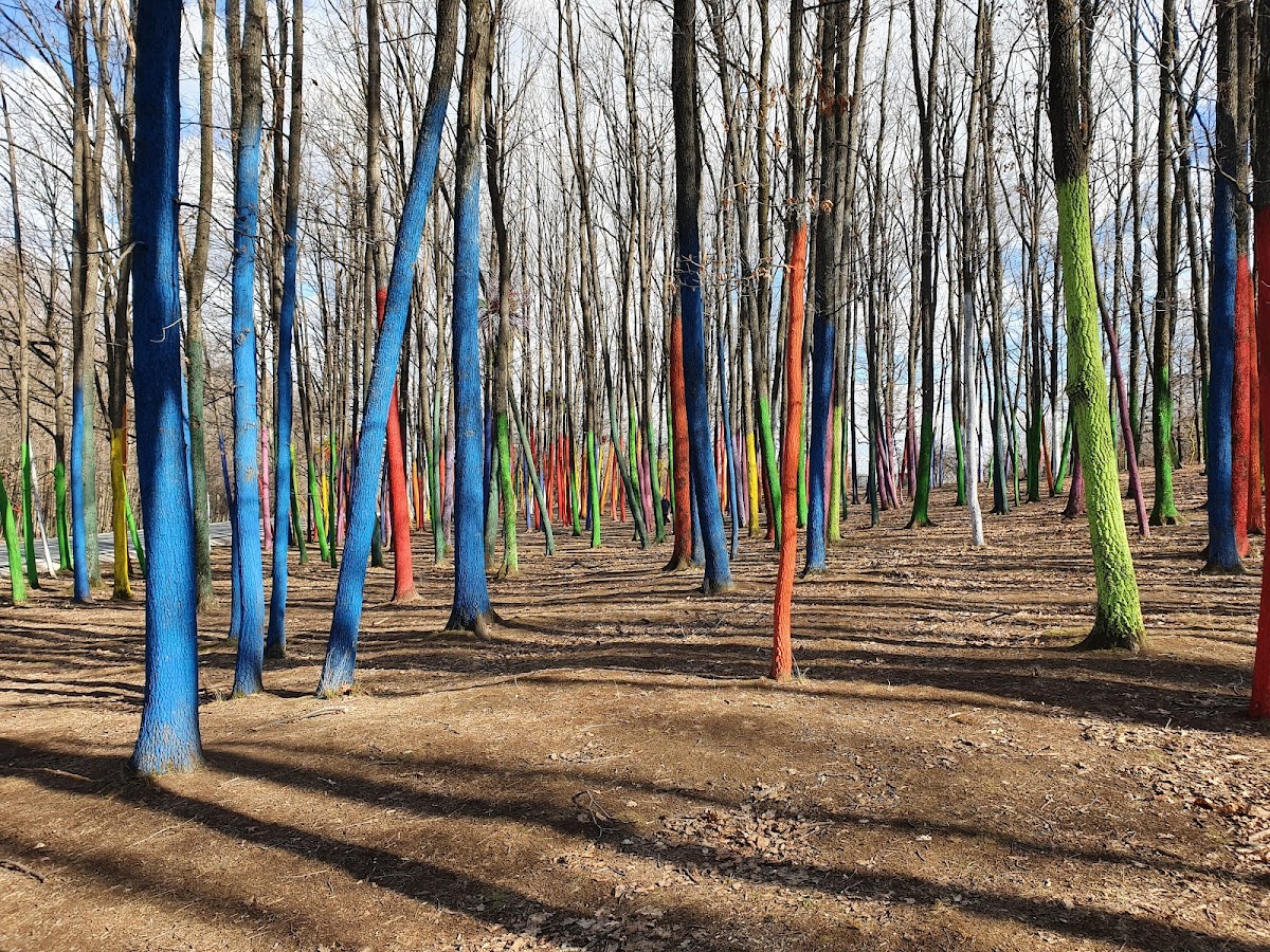 Forêt Colorée - foto 2