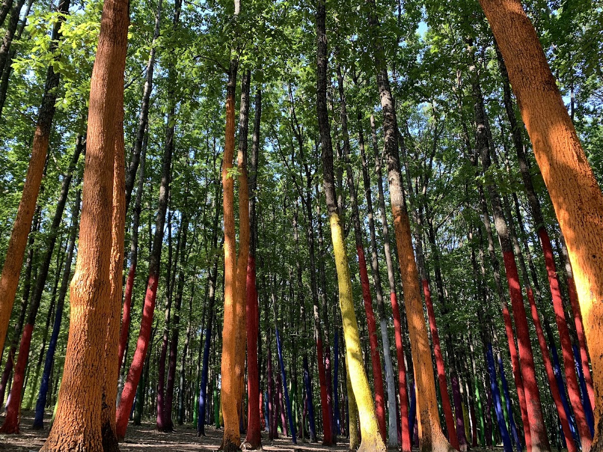 Forêt Colorée - foto 3