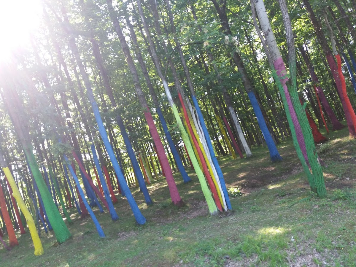 Forêt Colorée - foto 4