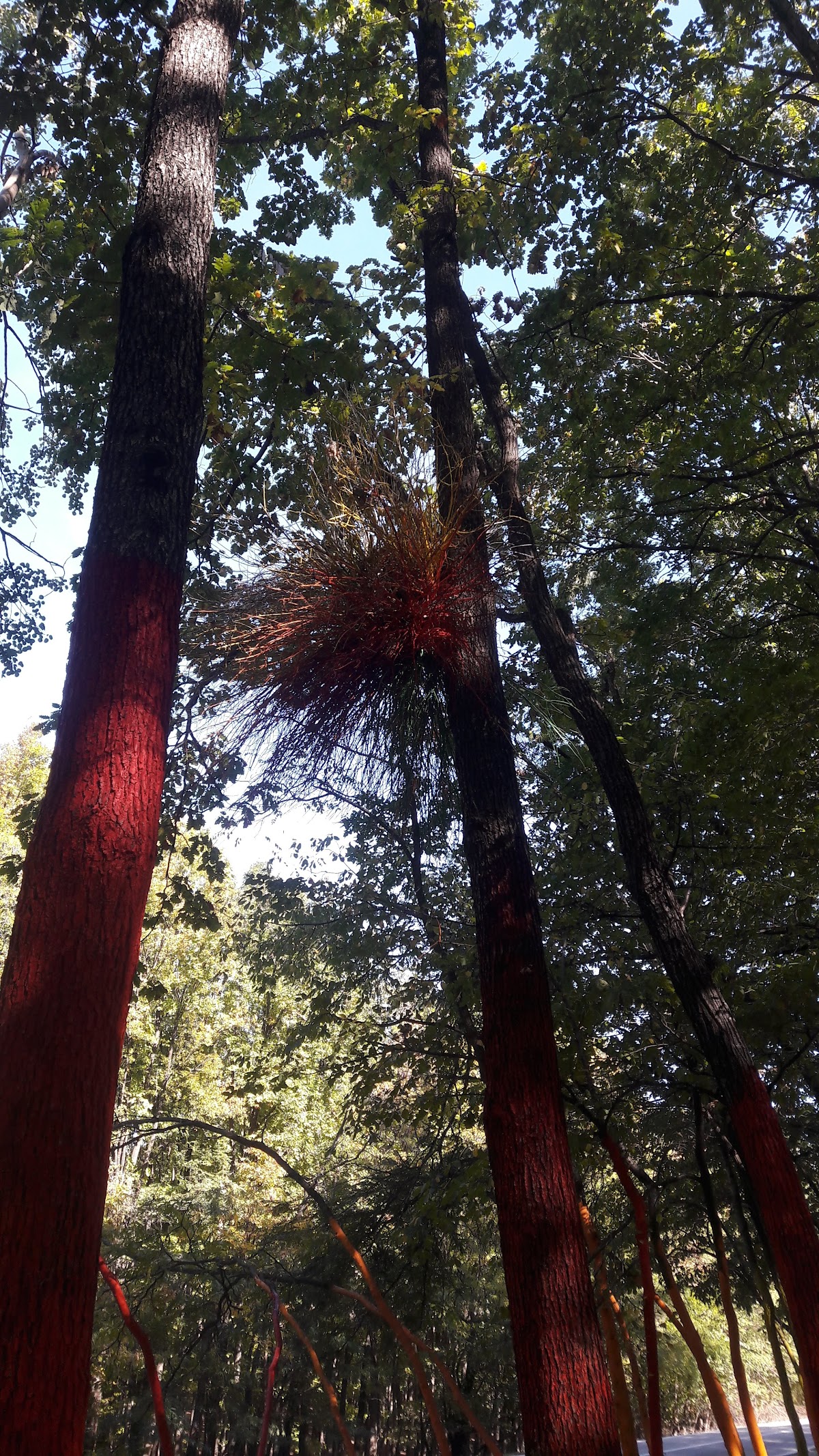 Forêt Colorée - foto 5