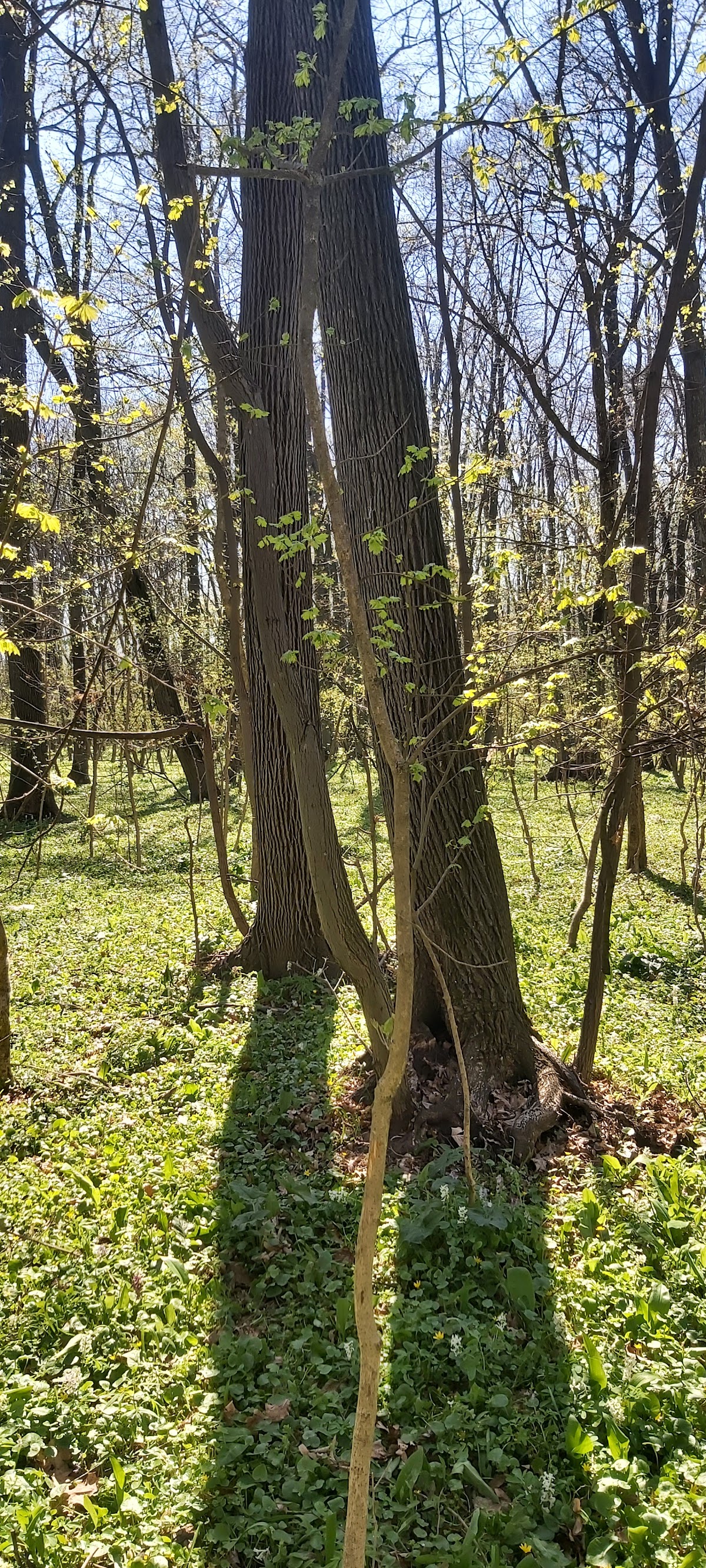 Pădurea Cornetu - foto 3