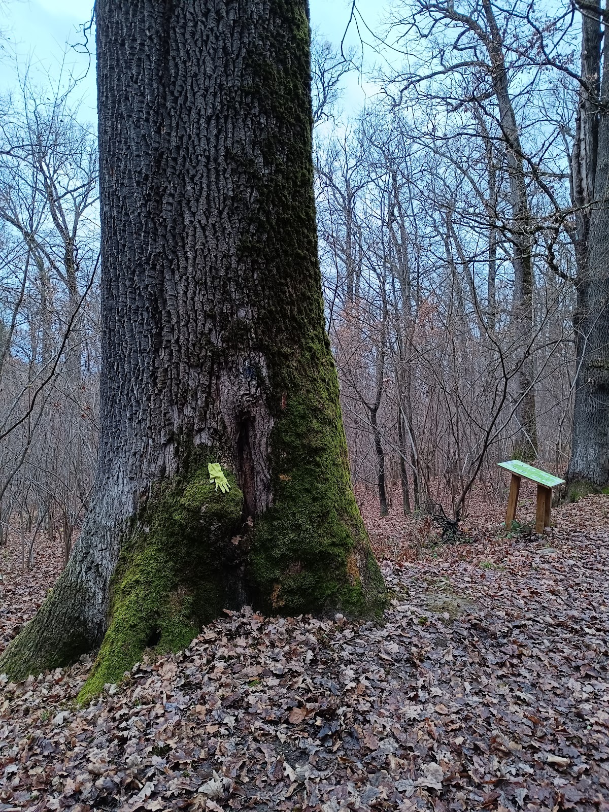 Bosque Crăiasca - foto 2