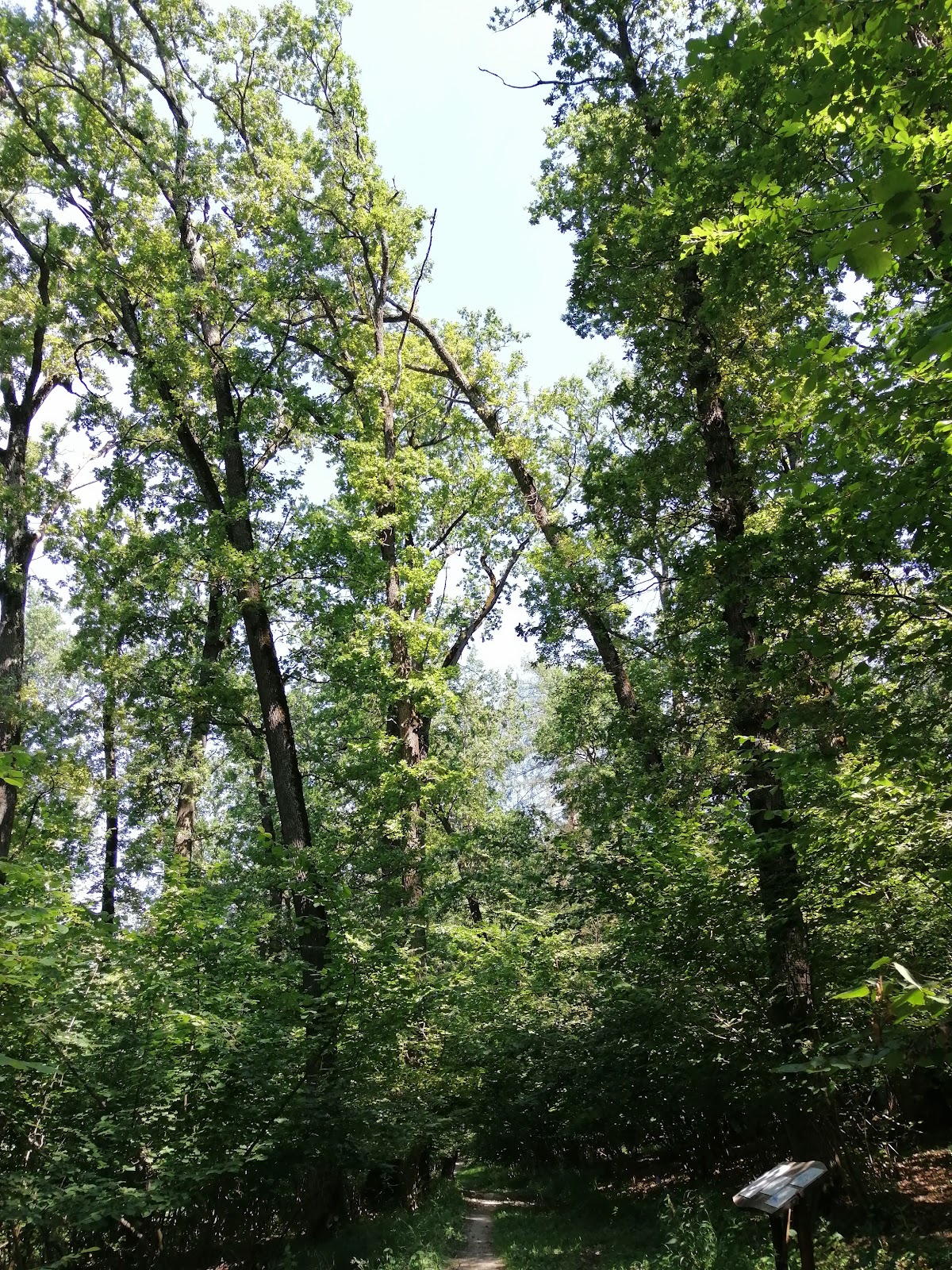 Bosque Crăiasca - foto 3