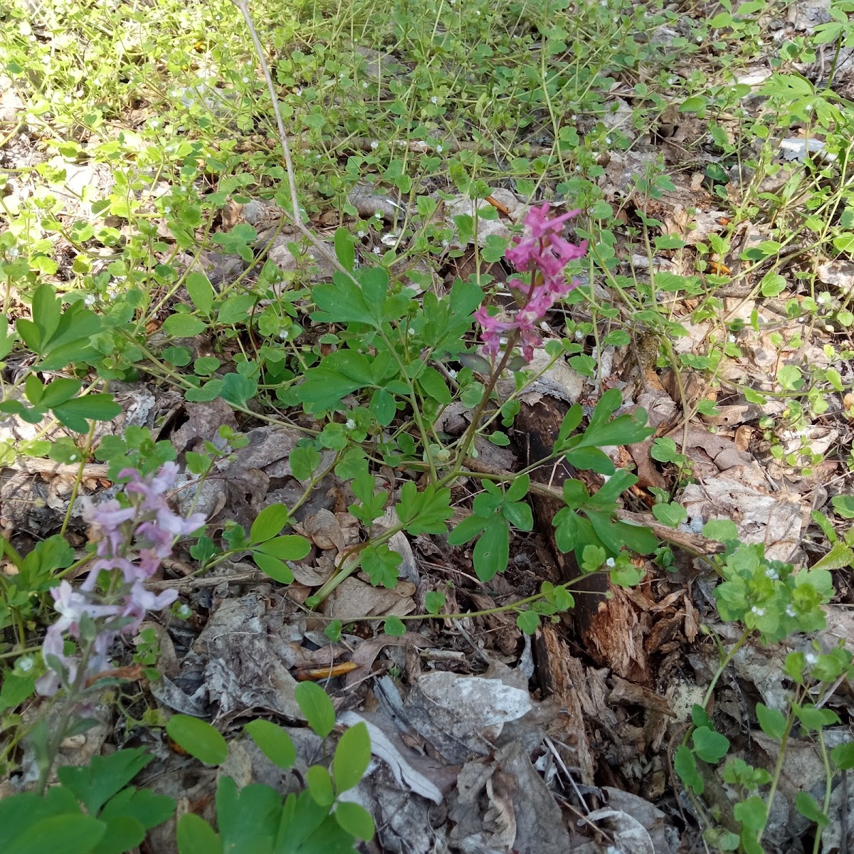 Forêt de Frênes d'Urziceni - foto 2