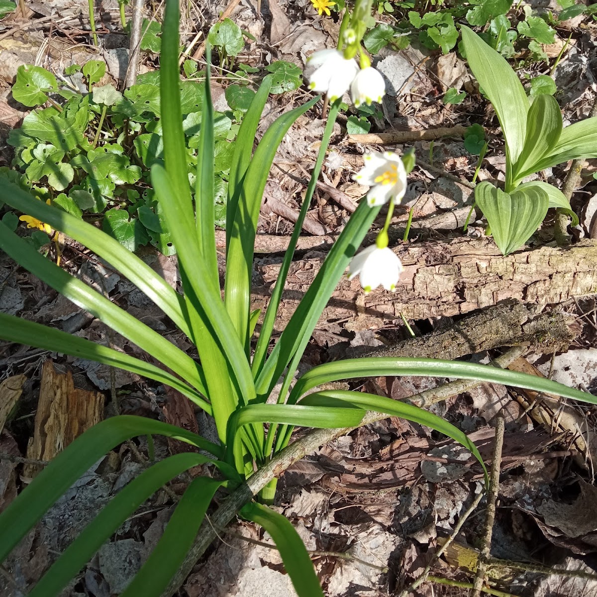 Forêt de Frênes d'Urziceni - foto 3