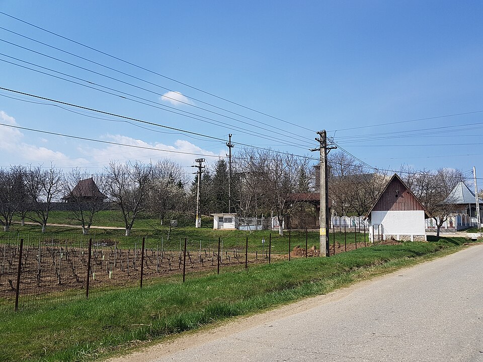 Padurea de langa Câmpu Mare, Câmpu Mare