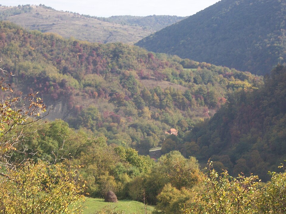 Padurea de langa Curpeni