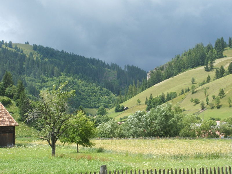 Padurea de langa Lunca de Jos, Lunca de Jos