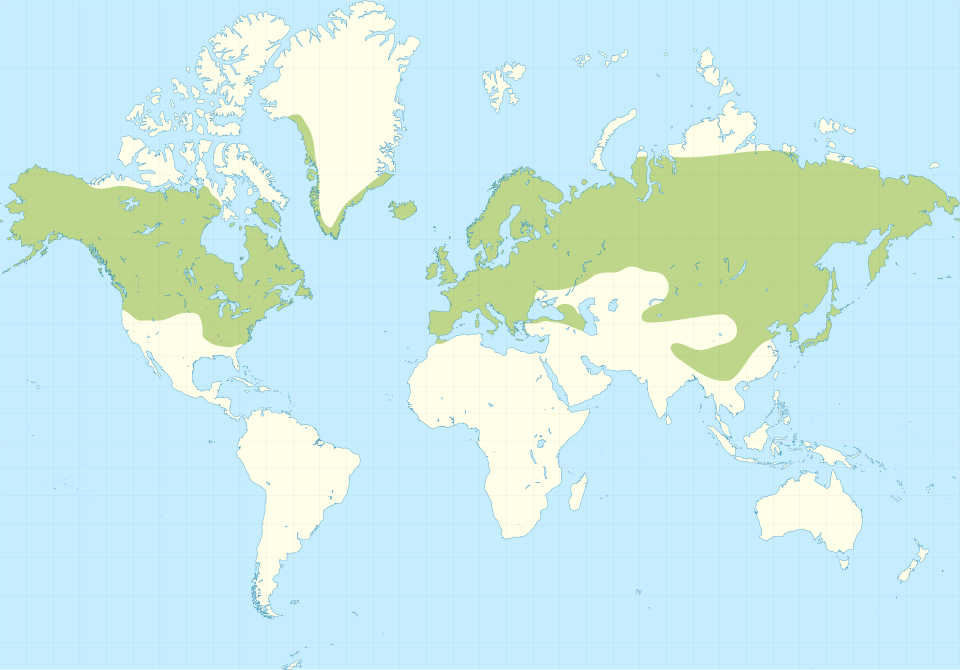 Padurea de langa Mesteacăn